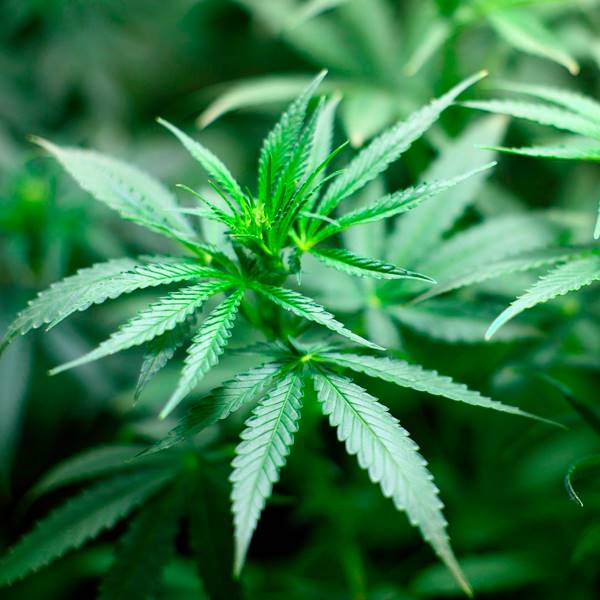 大麻